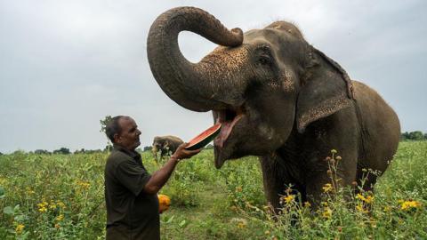 An Asian elephant is fed a piece of watermelon by a man wearing a black shirt, in a field.