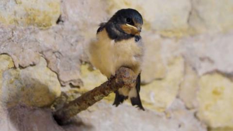 A barn swallow chick