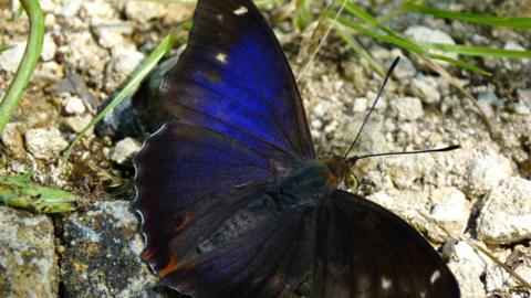 A brilliant electric blue winged butterfly sunning on some stones