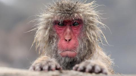 A Japanese macaque looks straight into the camera. It has a red face and disheveled, wet hair. 