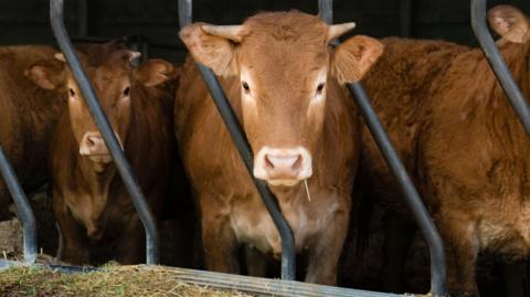 A generic image of brown cattle looking through a metal cattle feeder with hay. Cow in centre takes up most of picture, looking into camera. It has a pink nose and small horns.