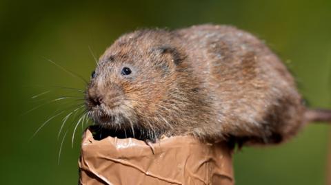 A brown water vole on the top of an object covered in masking tape. The vole has small black eyes and whiskers and a tail.