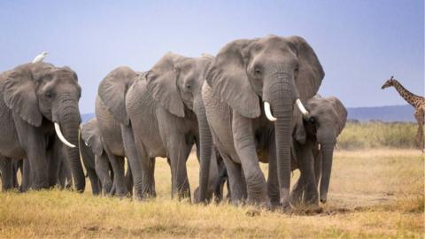 A family of elephants walking together with a giraffe to the right crossing in background in Amboseli National Park - 2025