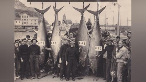 A black and white photo of a group of people stood around four large bluefin tuna hanging upside down on Scarborough.