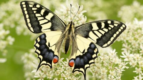 Swallowtail butterfly