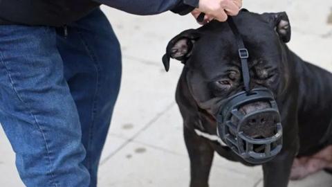 A black XL bully dog with its owner fixing a muzzle on the dog's nose