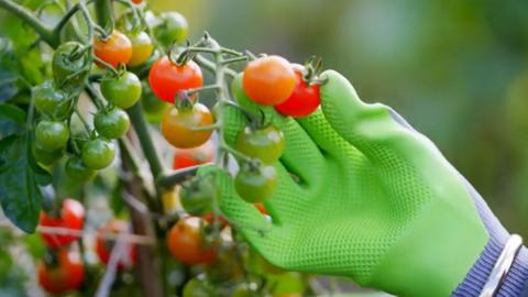 A gloved hand picking a small tomato off the vine.