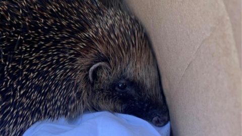 A close-up of a brown prickly hedgehog cuddled up in a cardboard box.