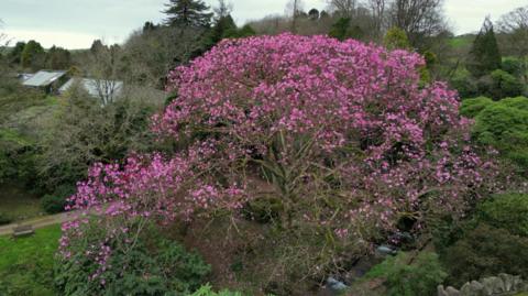 A large magnolia tree with bright pink flowers. It is surrounded by green trees.
