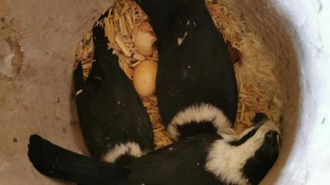 Nest on showing eggs