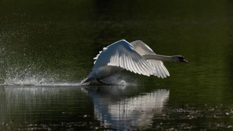 A swan landing on a body of water