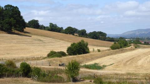 Brown and yellow fields with some trees dotted around