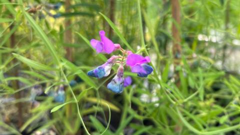 The marsh pea is a delicate flower with bright pink petals which fade into a dark blue shade. The foliage is green and has slender leaves and shoots.