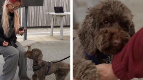 Small dog with brown fur standing next to someone sat down. The same dog is also seen putting its paw on someone's hand.