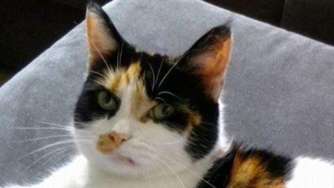 A tortoiseshell cat looking direct at the camera. It has white, orange and black fur