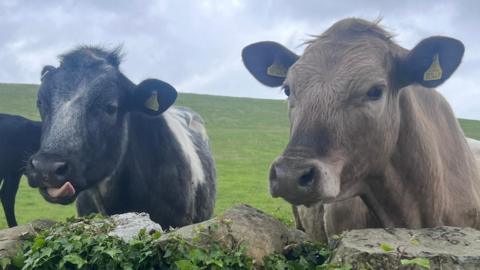 Two cows standing by a stone wall, covered in ivy, in an empty field. One, which is black and white, has been captured with its tongue poking out. The other, which is brown, looks sullen and serious. Above their bright green landscape is an all-grey sky.