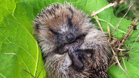 A hedgehog curled up asleep in a large green leaf