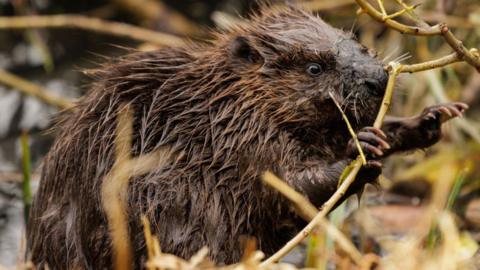 Beaver eating branches. 