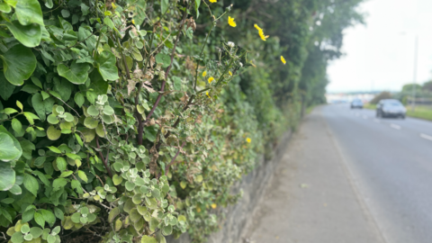 A granite wall with hedgerow plants growing out from the top, with a road and vehicles visible to the right. 
