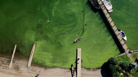 An aerial view of Windermere. Four piers extend into the water. The largest, on the right, has three boats docked on it. Two kayakers are paddling in a single boat in the water. The water is bright green due to algae in the water. There are swirls in the water due to the water currents.