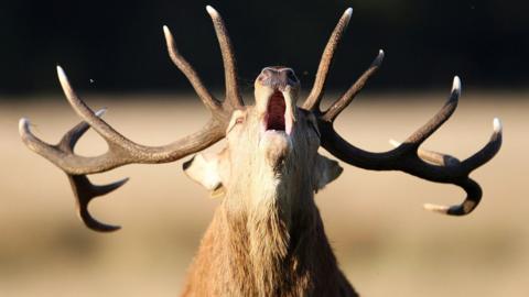 A red deer stag stands in Richmond Park.