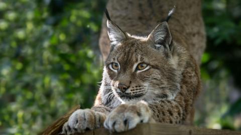 Ursa the Eurasian Lynx stretching out on a wooden platform in her new tree and grass lined habitat at The Big Cat Sanctuary in Smarden