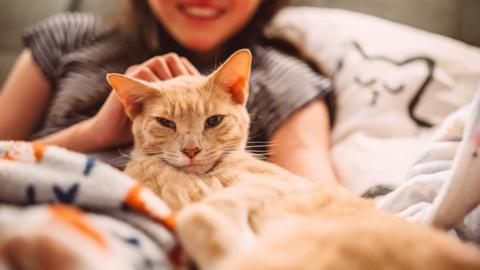 Cat lying down on bed leaning against woman. The woman is stroking the cat on the head