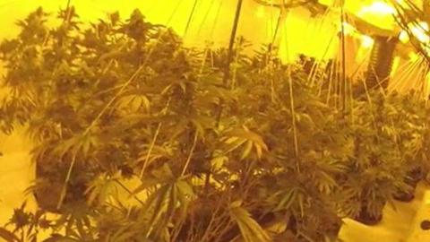 A large amount of cannabis plants in a grow room
