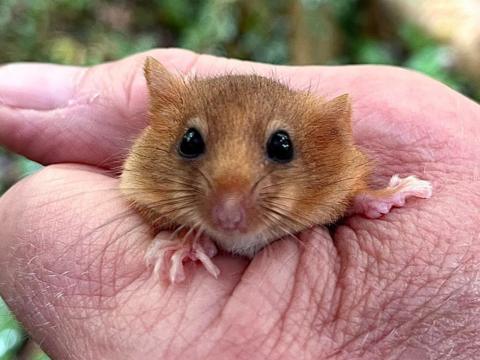 Hazel doormouse being held 