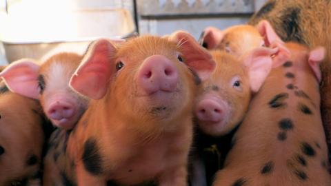 Piglets with black spots dotted across their body in a pen on a farm