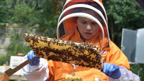A young girl wearing an orange beesuit holding a frame of honeybees and a hive tool in her other hand. She is wearing blue gloves.