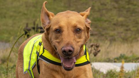 Bracken the golden Labrador running with its ears in pointing up and its mouth opened in a smile. It is wearing a yellow hi-vis jacket. 