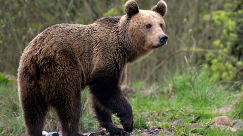 A brown bear walking through a forest 