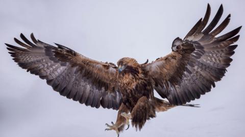 Golden eagle flying.