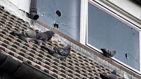 Pigeons sit on a roof in front of broken glass windows