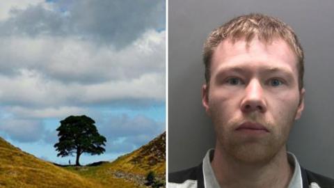Two images. On the left is the Sycamore Gap tree standing in a dip in the hill with clouds above it. On the right is a mugshot of Adam Carruthers who is looking into the camera with a straight face. He has blonde, short hair and stubble on his jaw.