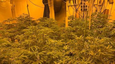 Cannabis plants in former costume store in Swinton raided by police