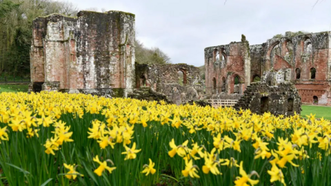 Ruins of ancient monastery in the background to yellow daffodils