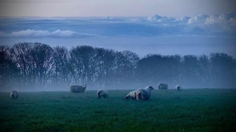 Low cloud sits over the fields and mountains in the early morning as the sun rises over a field of sheep