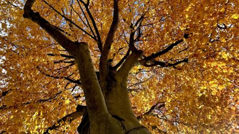 A large tree stands tall and takes up the whole of this image. The photographer is stood underneath it and has taken the picture looking up at it. The leaves are a brown/orange colour in a typical autumnal scene.