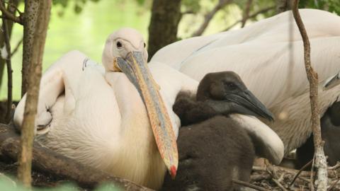 A great white pelican with its wing round a brown pelican chick 