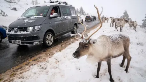Reindeer stop traffic on the road near Aviemore