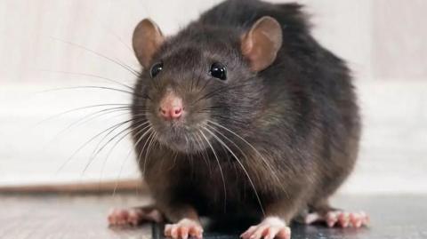 A large brown rat sits on the floor.