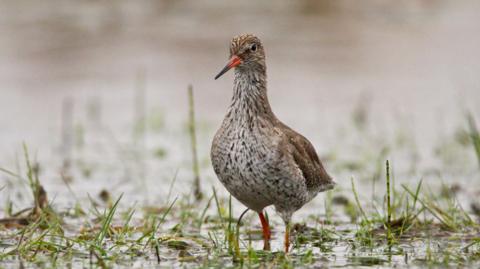 A redshank bird standing alone in what appears to be some sort of wetland. It is brown-ish bird with a slightly more marl-coloured chest area. It had an orange beak and piercing eyes.