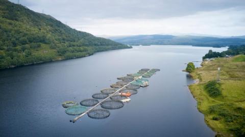 Cèidsichean àraich bhradain ann an Loch Obha