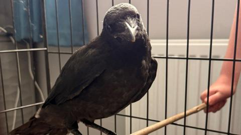 Morrigan the crow in his cage during the treatment. The arm of someone standing near the cage can be seen.