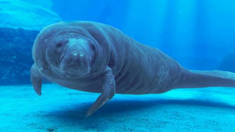 Romeo the manatee underwater