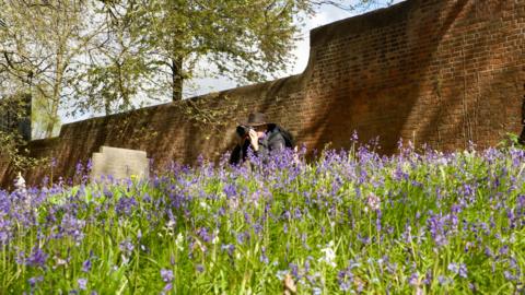 A photographer with a wide-brimmed brown leather hat crouching down to take photographs of bluebells in a cemetery. Behind him is a brick wall