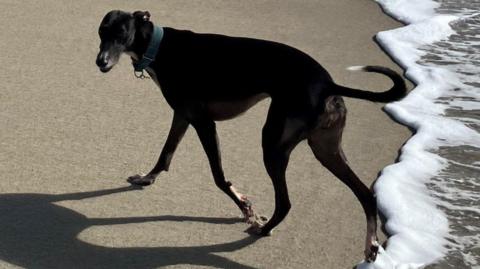 A greyhound-type dog running along a beach, with one back paw in the foam of the incoming tide.