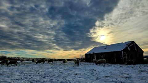 Sun is peeking through the clouds. Snow is on the ground of a field with sheep. A barn can be seen to the right. 